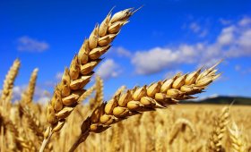 Снижение стоимости на перевозки зерновых грузов